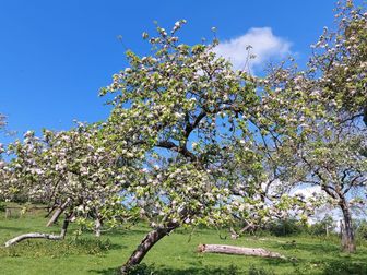 Avalon orchard