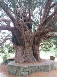 Yew tree, bij Compton Dundon